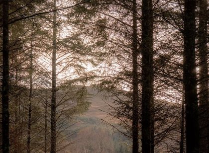 Three days in the forest can increase the activity of cancer-fighting cells by