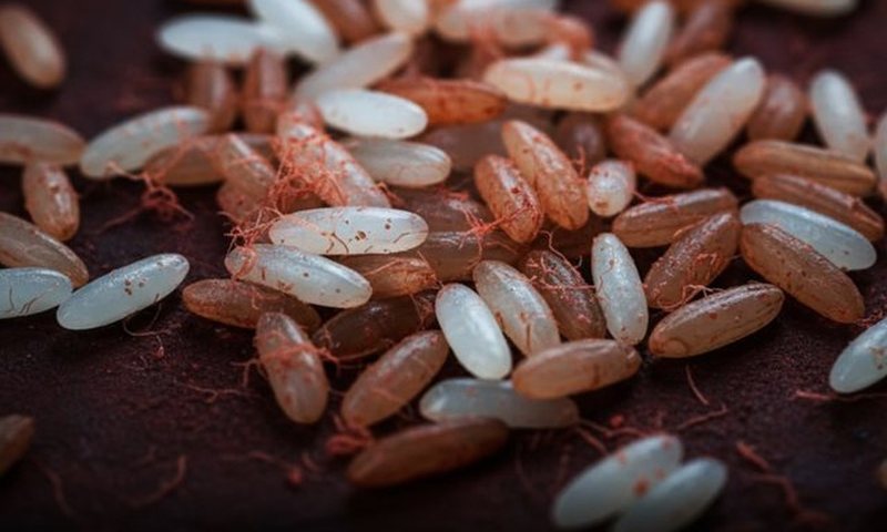 Orizi mund t&euml; sillet si sheqer ose si fib&euml;r, varet nga si e konsumon