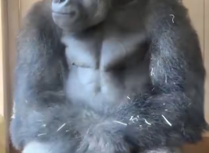 Pas z&euml;nk&euml;s me partneren, majmuni japonez b&euml;het viral me