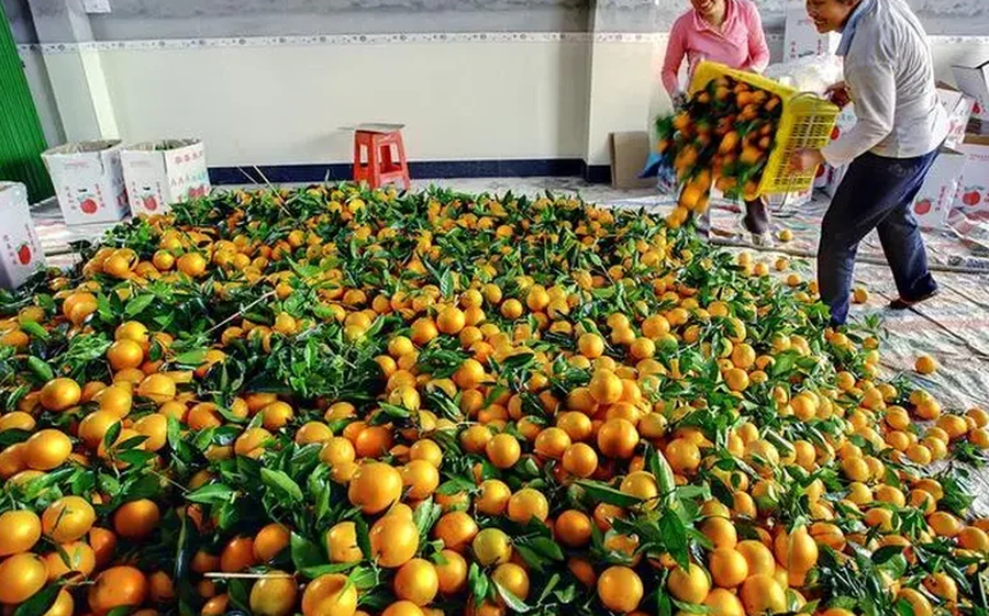 10 ton mandarina me pesticide që u kthyen mbrapsht nga Kroacia, u