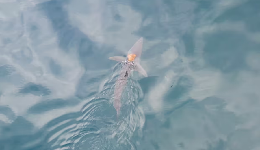 Video e mahnitshme: Oktapodi udhëton mbi kokën e një peshkaqeni