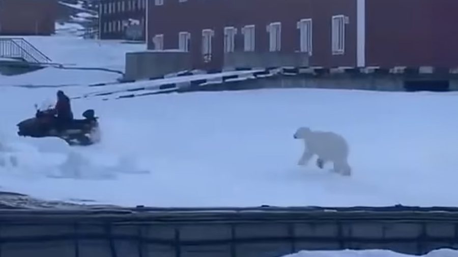 Burri i shpëton për "qime" sulmit të ariut polar -