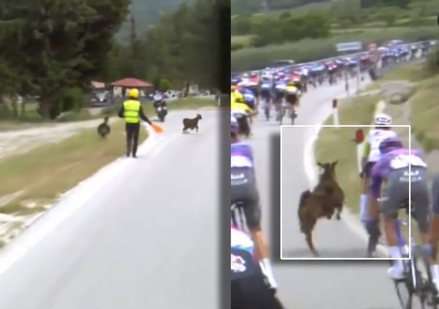 VIDEO/ Çiklisti i Giro D'Italia sulmohet nga dhia, momenti kapet