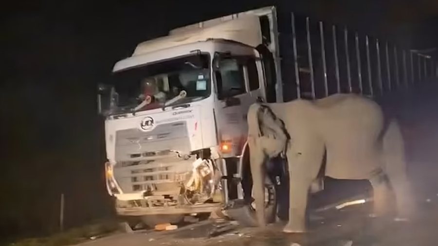 Video prekëse / Elefanti nënë tenton të lëvizë
