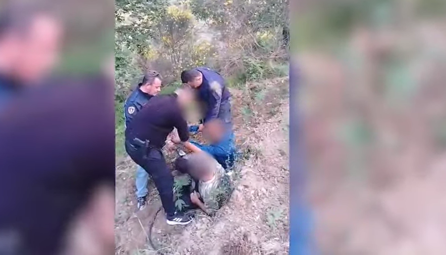 VIDEO/ Po ujisnin fidanët me kanabis, policia arreston në