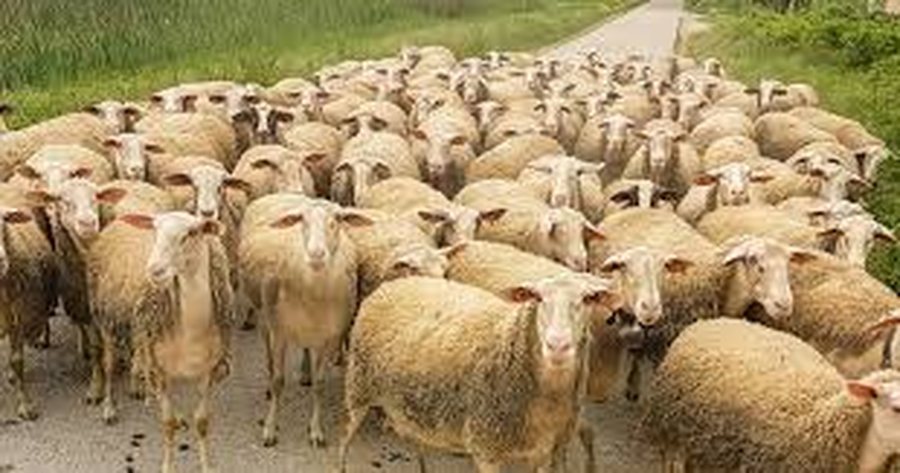 Murtaja e bagëtive, reagon Ministria e Bujqësisë: Nuk cënon