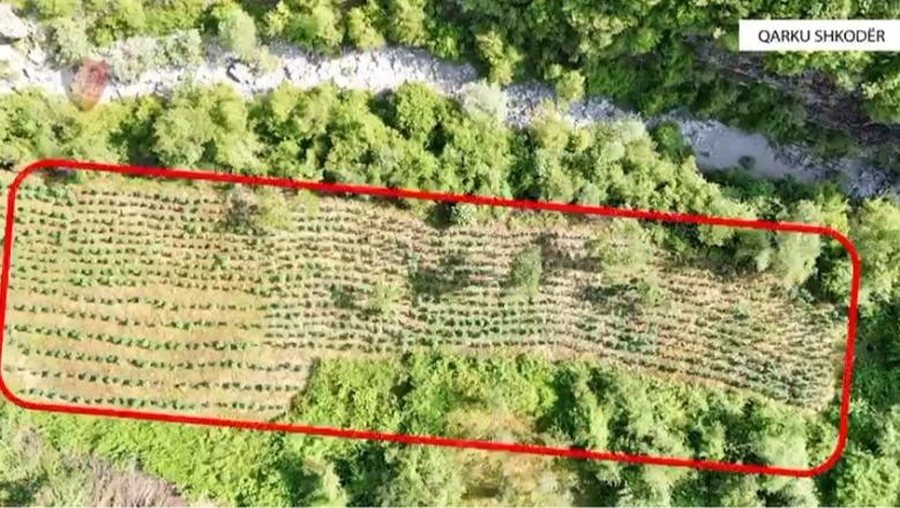 Kapen 12 mijë bimë kanabis në Shkodër, nën hetim