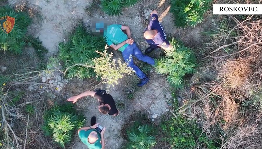 Droni e filmoi duke ujitur bimët e kanabisit, arrestohet 59 vjeçari