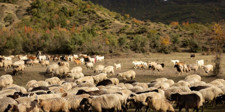 Alarm nga Ministria e Bujqësisë: Ndalohet shitja dhe lëvizja e