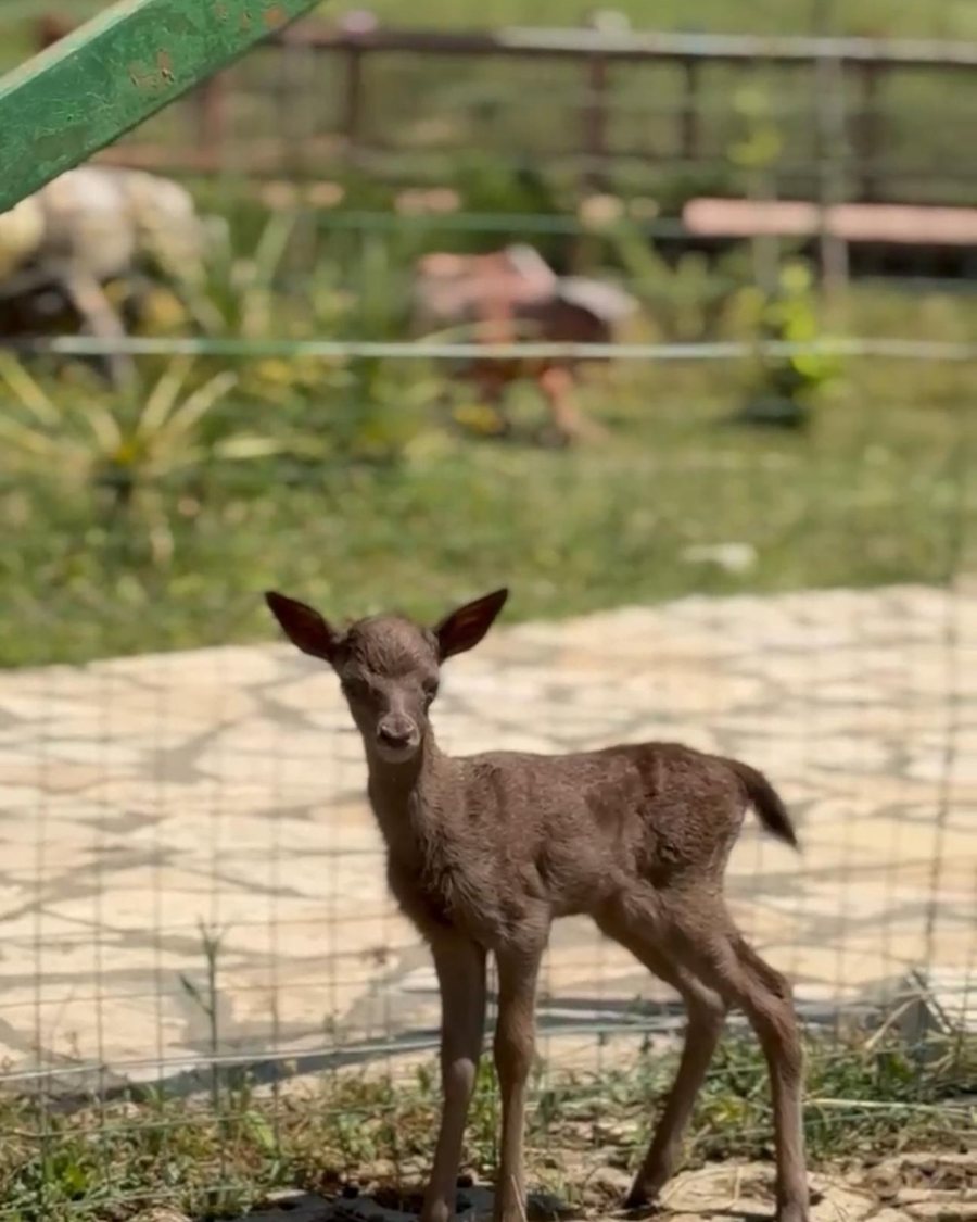 E pazakontë/ Një dre i zi lind në Kopshtin Zoologjik të