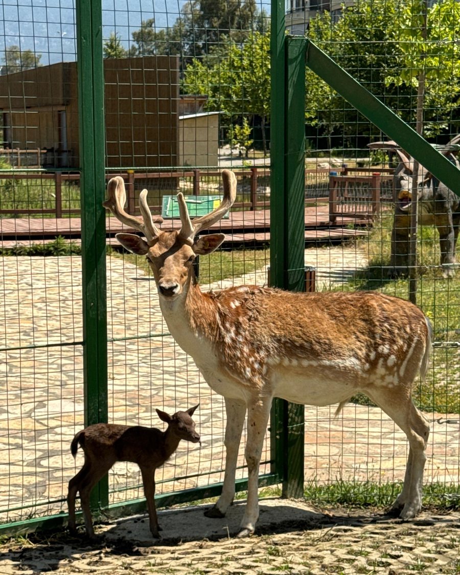 E pazakontë/ Një dre i zi lind në Kopshtin Zoologjik të