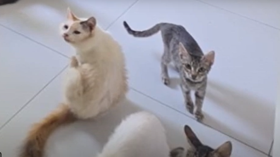 Ndodh dhe kjo! Një e moshuar në Tiranë gjobitet sepse ushqen