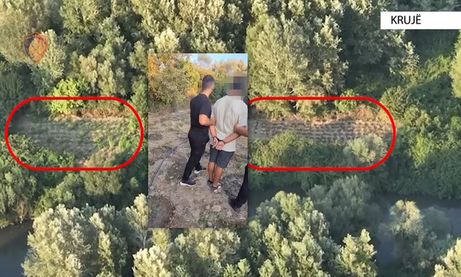 Droni zbulon parcelën me kanabis në Thumanë, kapet 32