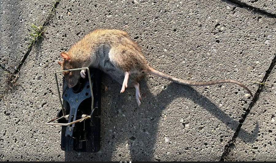 Alarmi / Minj gjigantë, më të mëdhenj se macet,