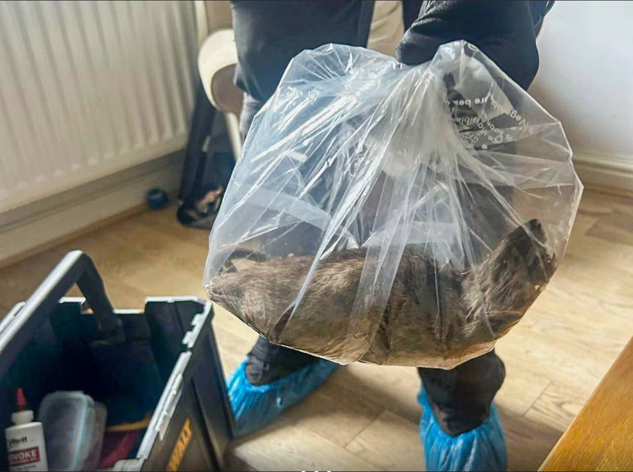 Alarmi / Minj gjigantë, më të mëdhenj se macet,