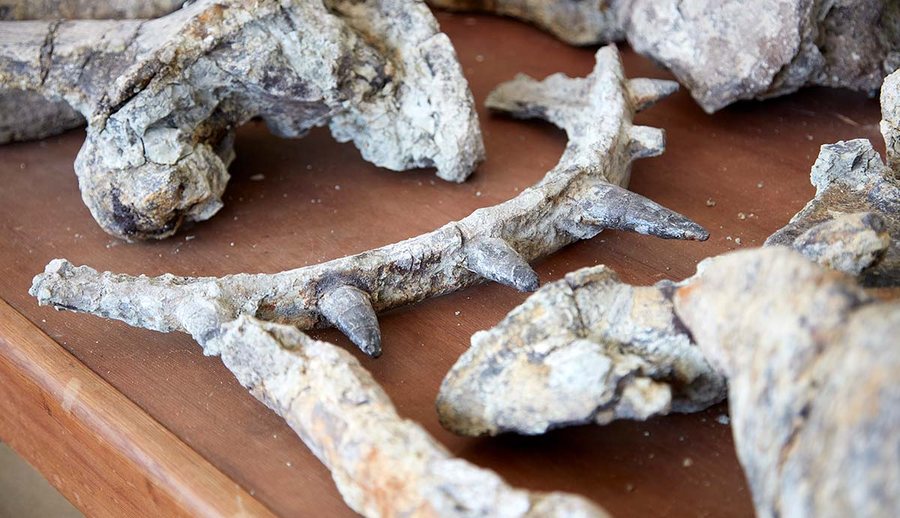 Zbulohet një dinosaur i çuditshëm në Marok
