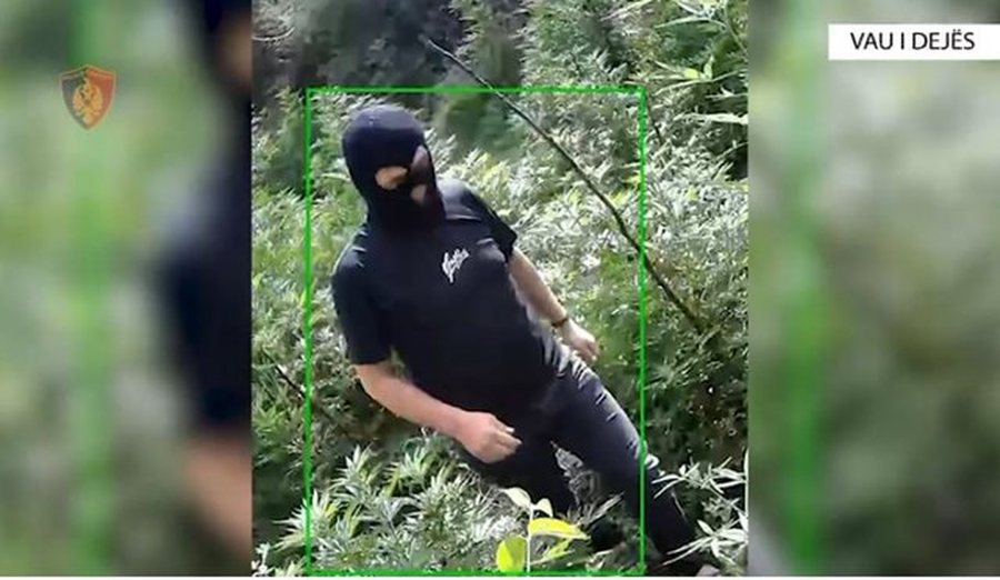 I maskuar punonjësi i pyjores kapet mat duke u kujdesur për hashashin