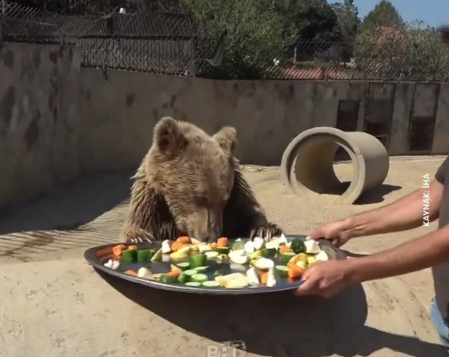 Ariu bëhet viral në Turqi, hëngri aq shumë fruta sa