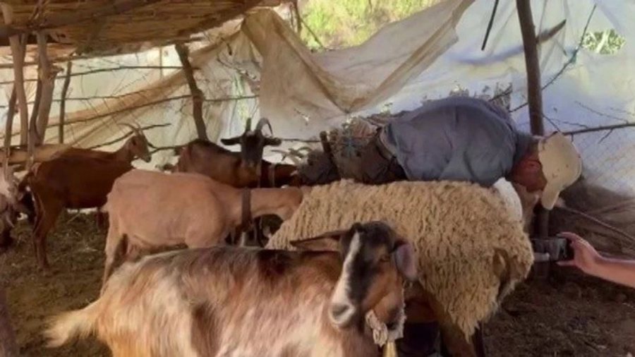 Ujku bën masakër në Lushnjë, vret më shumë se 40