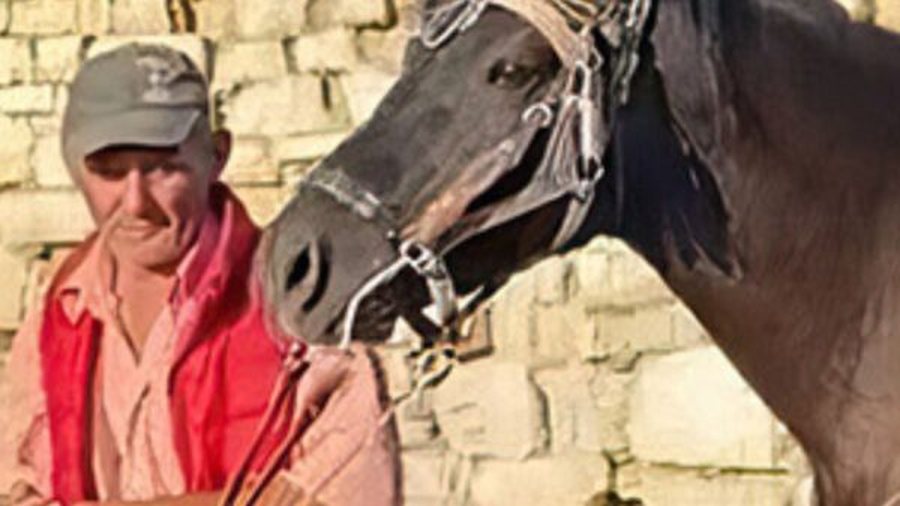 "Mos e prek kalin se është i acaruar", vrau 42