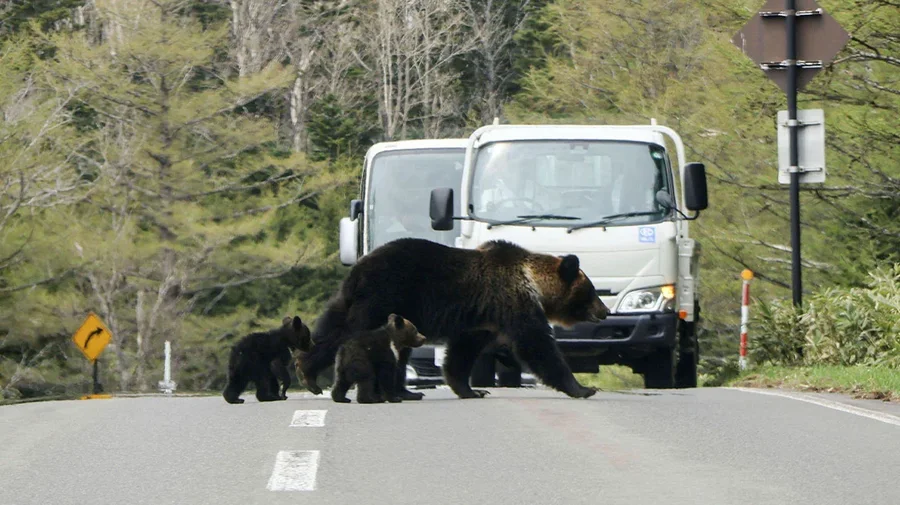 VIDEO/ 12 të vdekur dhe qindra të plagosur, Japonia nxjerr