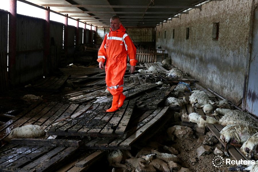 Katastrofë në fermë / Mot i keq mbyt qindra dele në