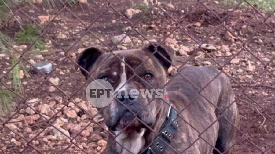 Qeni i familjes kafshoi për vdekje 2-vjeçarin shqiptar, flet babai: