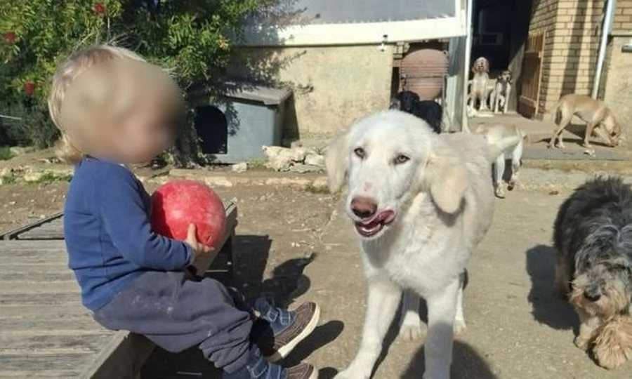 Familja shqiptare e 2 vjeçarit që i mori jetën Pitbulli jetonte