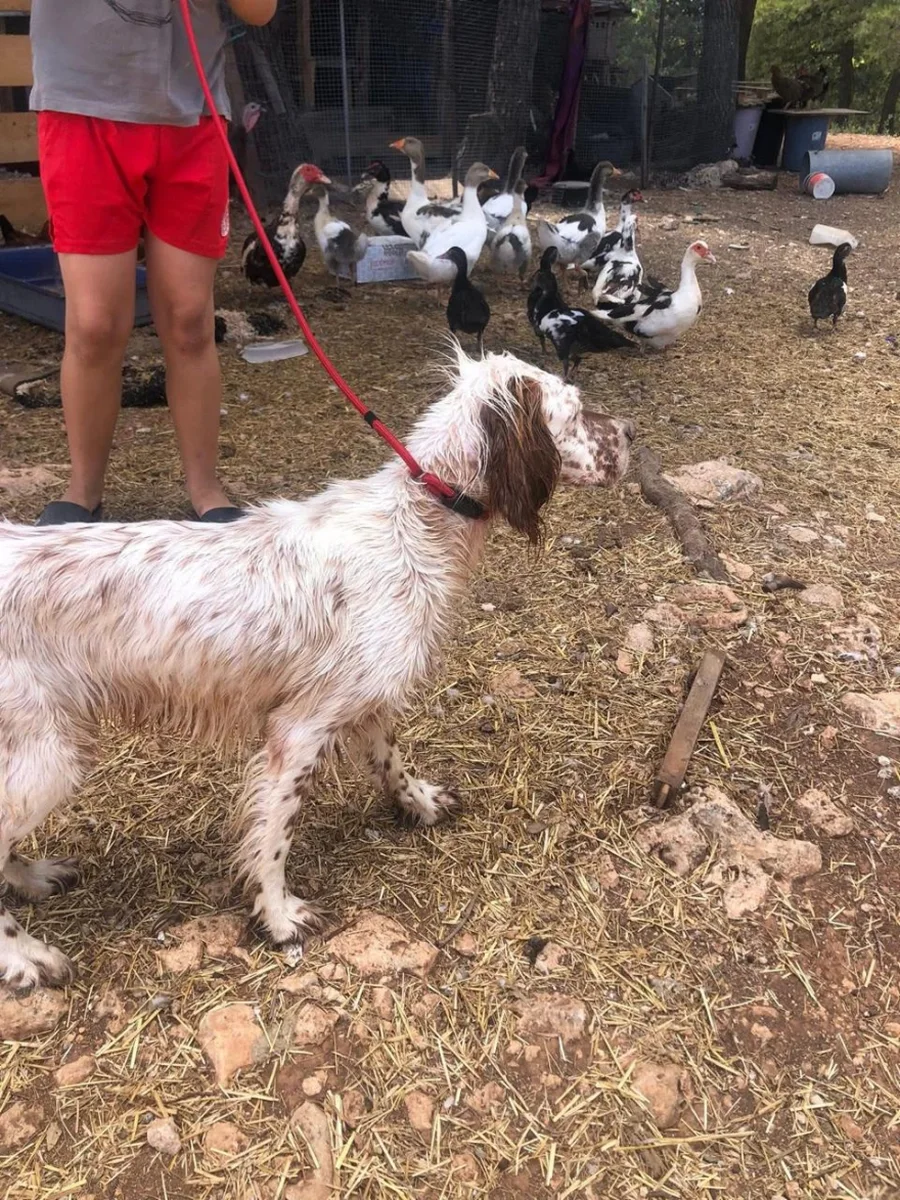 Zakynthos i tronditur nga sulmi i pit bull-it ndaj Leos 2-vjeçar, babai i