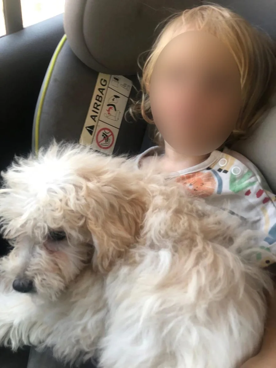 Zakynthos i tronditur nga sulmi i pit bull-it ndaj Leos 2-vjeçar, babai i