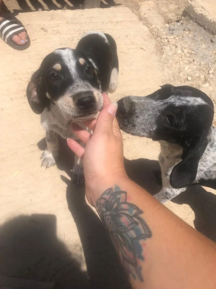 Zakynthos i tronditur nga sulmi i pit bull-it ndaj Leos 2-vjeçar, babai i