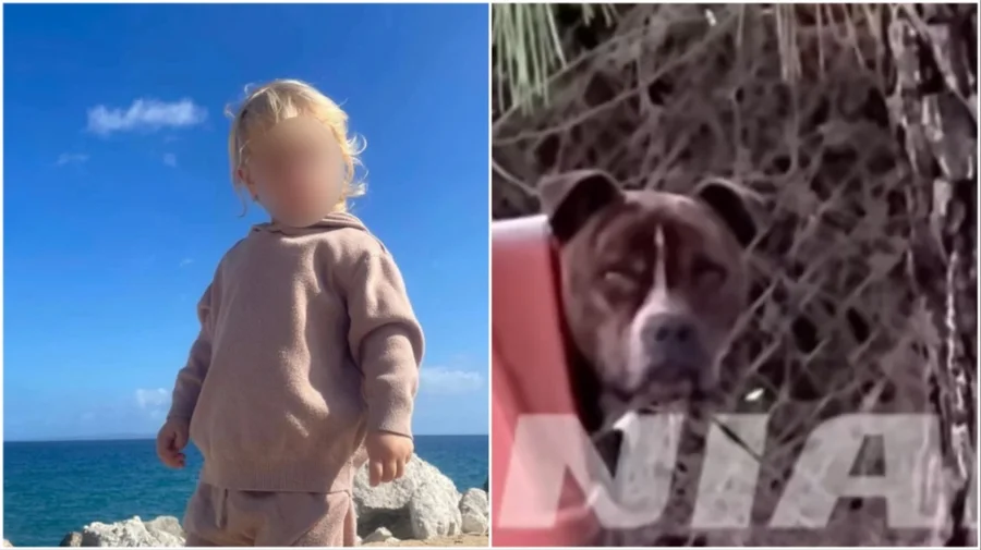 Zakynthos i tronditur nga sulmi i pit bull-it ndaj Leos 2-vjeçar, babai i