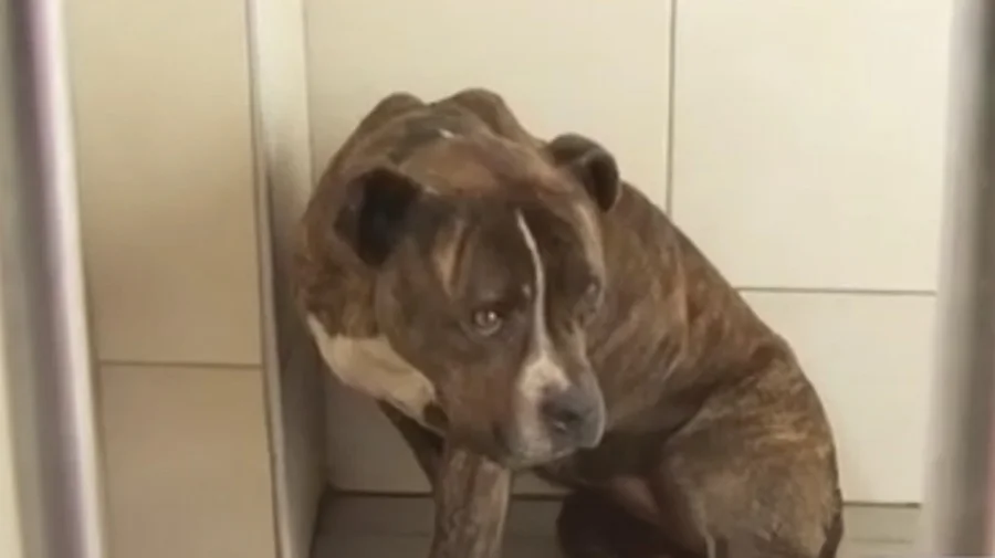 FOTO/ 30 kërkesa për birësim e Pitbullit që vrau