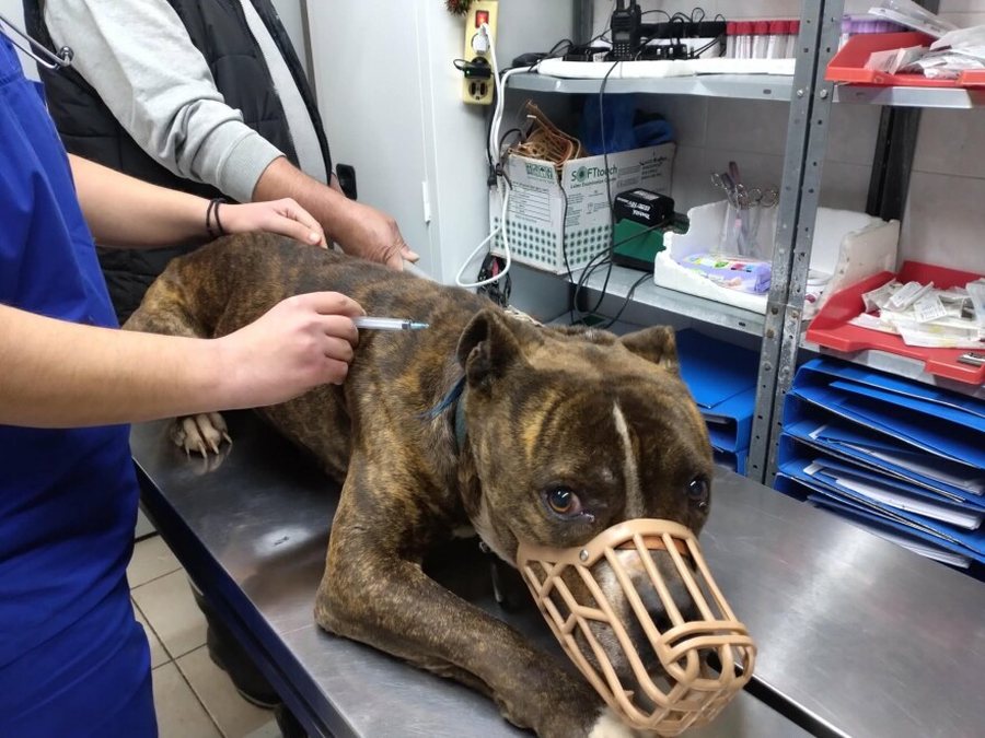 FOTO/ 30 kërkesa për birësim e Pitbullit që vrau