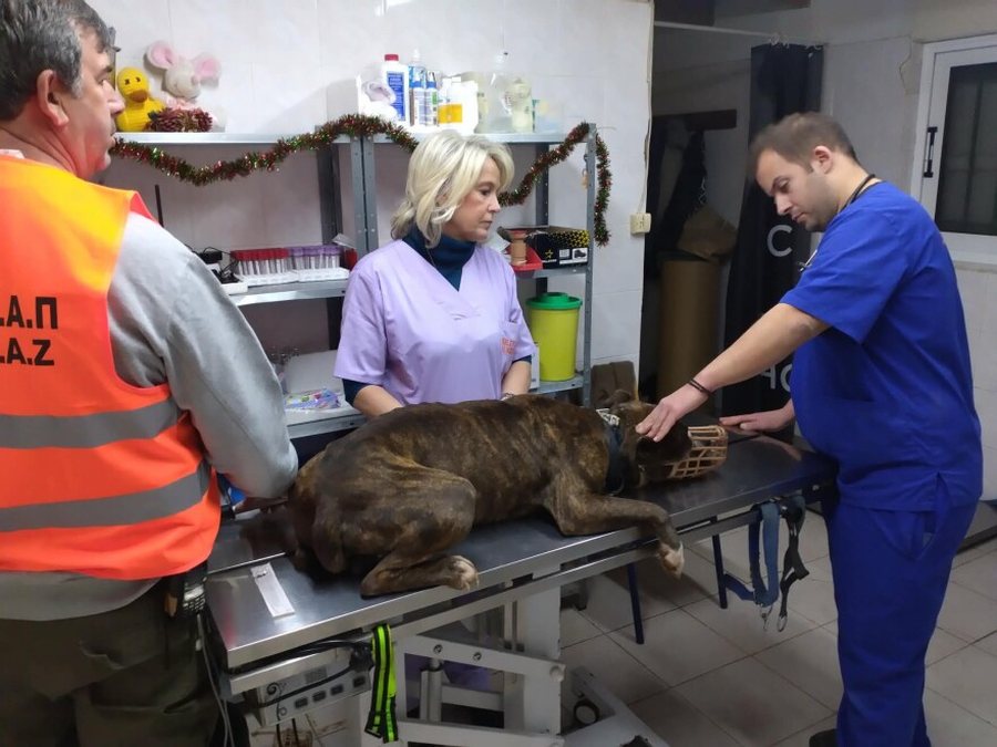 FOTO/ 30 kërkesa për birësim e Pitbullit që vrau