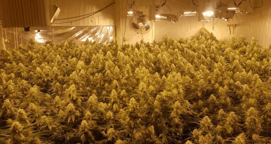 EMRAT+FOTO/ Rrobat mbanin er&euml; kanabisi, shqiptari &ccedil;on n&euml; burg