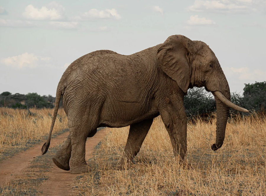 Treni p&euml;rplaset me tuf&euml;n, shtat&euml; elefant t&euml; vra*&euml;