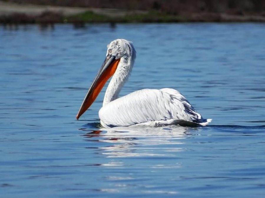 VIDEO/ Pelikan&euml;t ka&ccedil;urrel dhurojn&euml; spektak&euml;l n&euml;