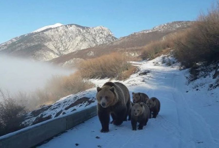 VIDEO/ "Inteligjenca artificiale" mashtroi mediat dhe shqiptarët