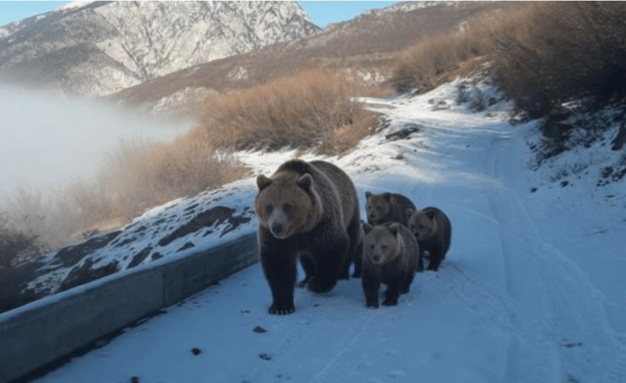 Foto e rreme e arush&euml;s, kuksiani ironizon: Nj&euml; budalla gjuan nj&euml;