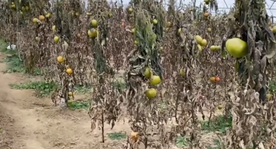 Ngricat d&euml;mtojn&euml; domatet n&euml; serat e Lushnj&euml;s