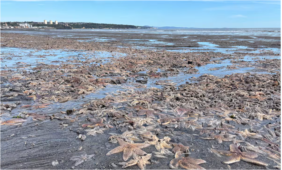 E paparë / Mijëra yje deti mbushin bregdetin skocez. Shok dhe habi mes