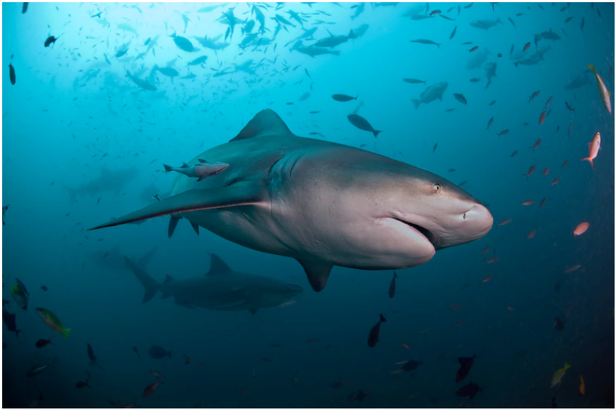 Tragjedi n&euml; Australi: Nj&euml; f&euml;mij&euml; 12-vje&ccedil;ar humb