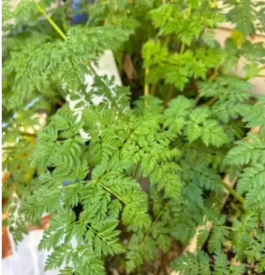 Gruaja gati sa nuk humbi jet&euml;n pas k&euml;shill&euml;s s&euml; gabuar nga