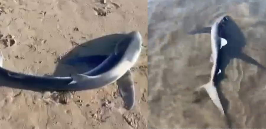 Vlor&euml;, nj&euml; peshkaqen del n&euml; breg n&euml; Lungomare