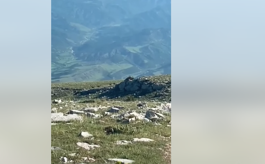 VIDEO/ Pamje mbresëlënëse të dhive të egra në