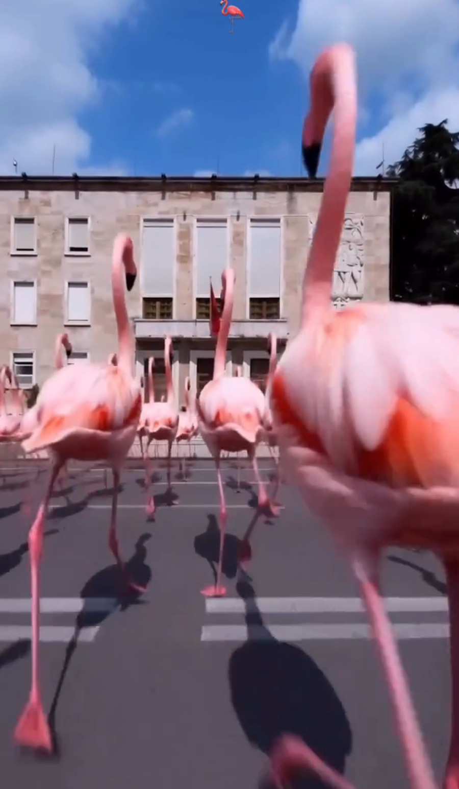 &ldquo;Revolucioni i Flamingove&rdquo; q&euml; po ndryshon mentalitetin e