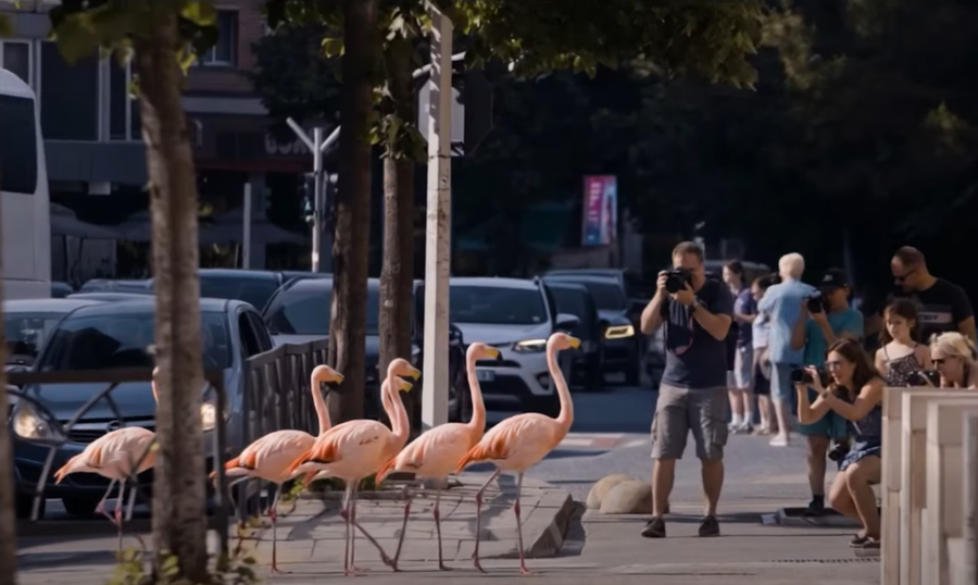 Spotet p&euml;r natyr&euml;n dhe shfaqja e flamingove n&euml; videot e BE, a