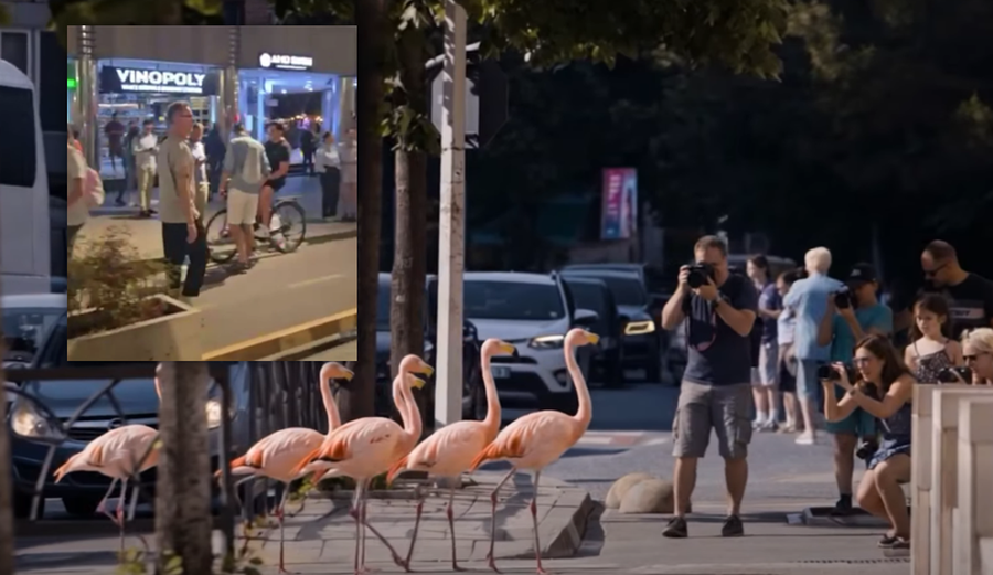 Spotet p&euml;r natyr&euml;n dhe shfaqja e flamingove n&euml; videot e BE, a