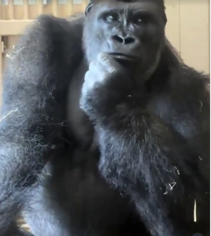 VIDEO/ Sherri me nj&euml; fem&euml;r, gorilla vendos duart mbi mjek&euml;rr dhe